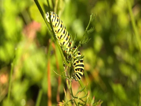 Caterpillar papilio machaone eats a green leaf Stock Footage 78129546