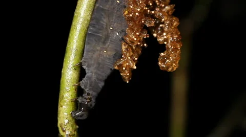 Caterpillar parasitized by an  Ichneumon wasp 動画素材 1047931