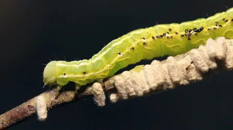 Caterpillar parasitized by an  Ichneumon wasp 動画素材 1050447