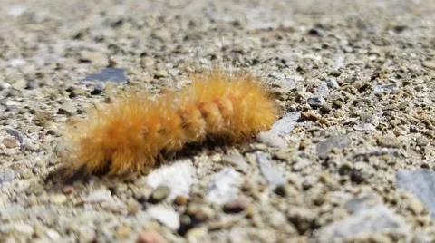 Caterpillar on Path Stock Footage 66663381