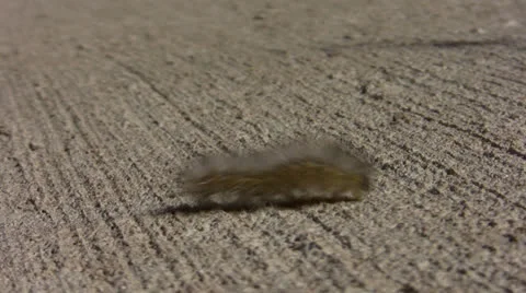 Caterpillar on Pavement Stock Footage 25872207