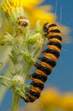 Caterpillar Stock Photos