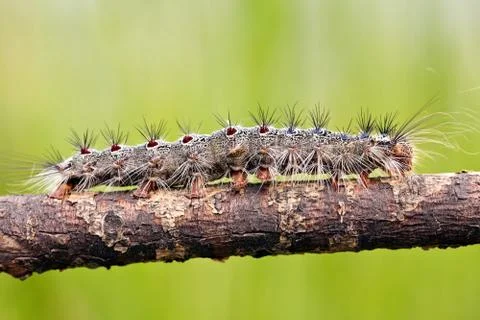 Caterpillar Stock Photos