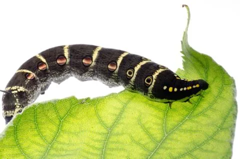 Caterpillar Stock Photos