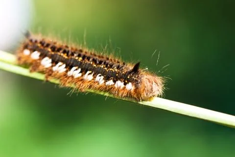 Caterpillar Stock Photos