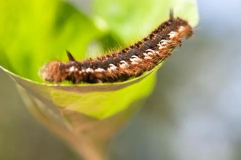Caterpillar Foto stock