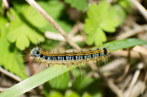Caterpillar Stock Photos