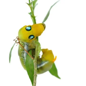 Caterpillar Foto stock