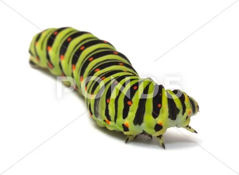 Caterpillar. Stock Photos