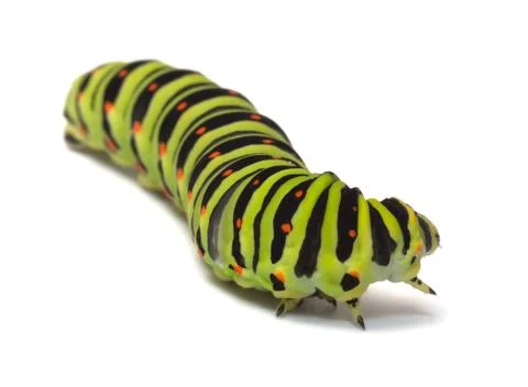 Caterpillar. Stock Photos