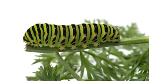 Caterpillar. Stock Photos
