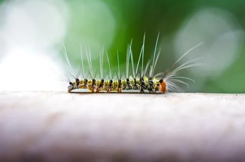 Caterpillar Foto stock