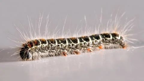 Caterpillar Stock Photos