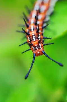 Caterpillar Stock Photos