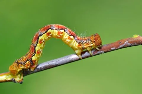 Caterpillar Stock Photos