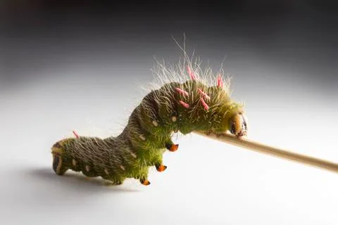 Caterpillar Stock Photos