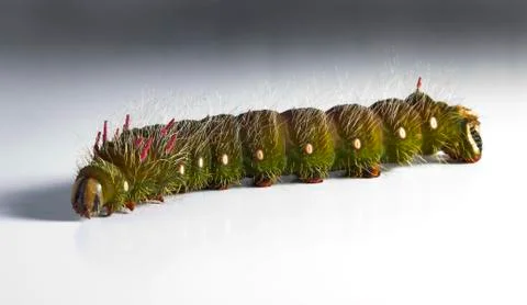 Caterpillar 写真素材