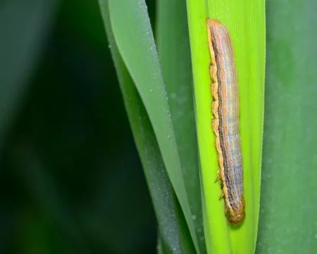 Caterpillar Stock Photos