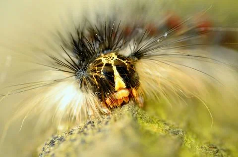 Caterpillar Stock Photos