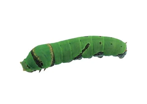 Caterpillar Stock Photos