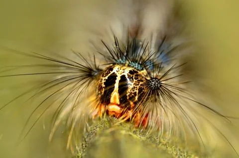 Caterpillar Stock Photos