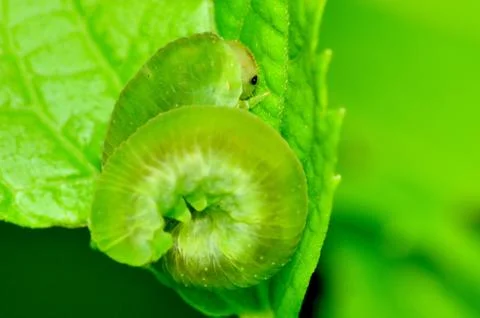 Caterpillar Stock Photos