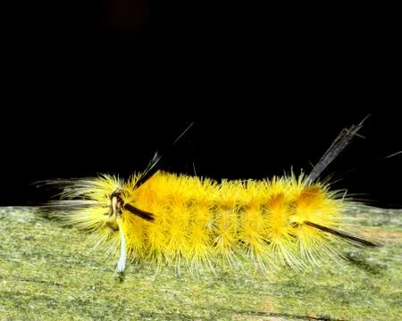 Caterpillar Stock Photos