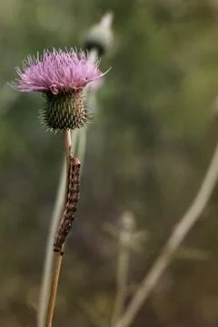 Caterpillar Stock Photos