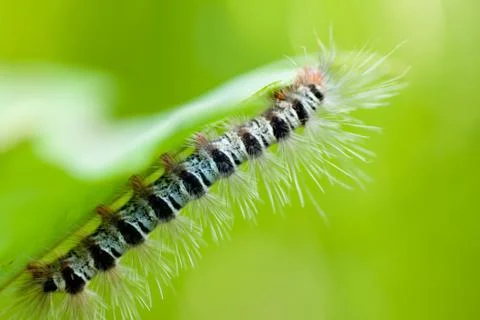 Caterpillar Stock Photos