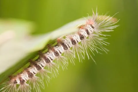 Caterpillar Foto stock