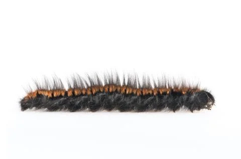 Caterpillar Stock Photos