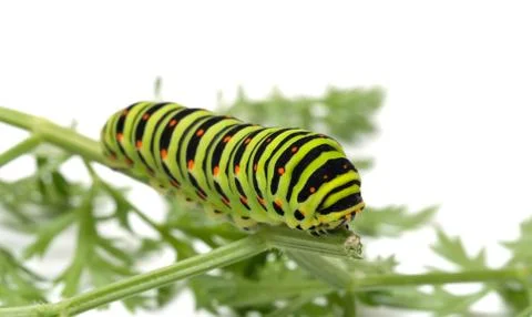 Caterpillar. Stock Photos