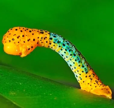 Caterpillar Stock Photos