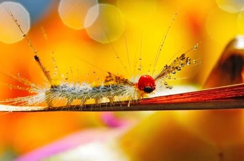 Caterpillar Stock Photos