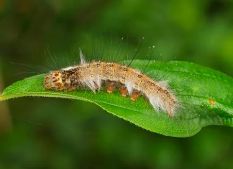 Caterpillar Photos