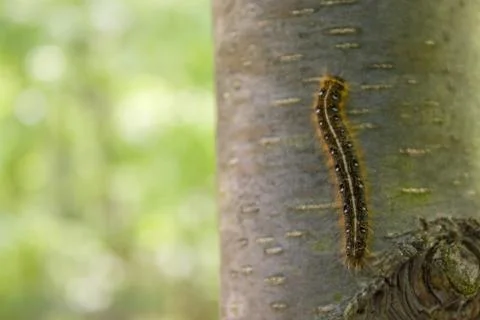 Caterpillar Stock Photos