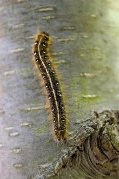 Caterpillar Stock Photos