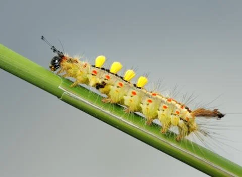 Caterpillar. Foto stock