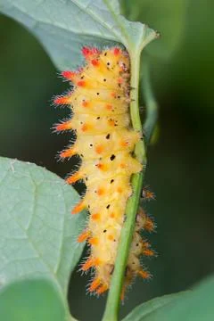 Caterpillar Stock Photos