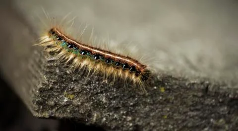 Caterpillar Stock Photos