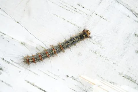 Caterpillar Stock Photos