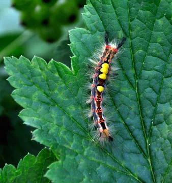 Caterpillar Stock Photos