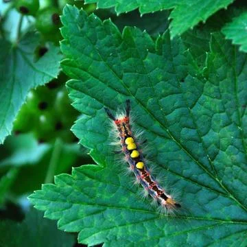 Caterpillar Stock Photos