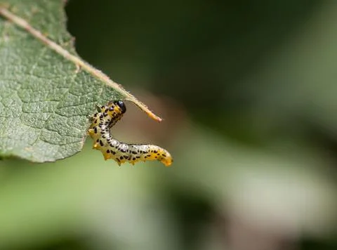 Caterpillar Stock Photos