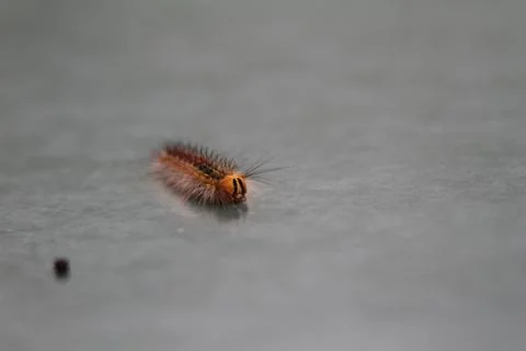 Caterpillar Stock Photos