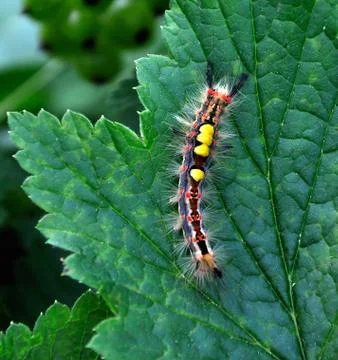 Caterpillar Stock Photos