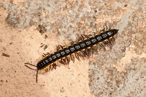 Caterpillar Stock Photos