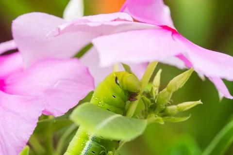 Caterpillar Stock Photos