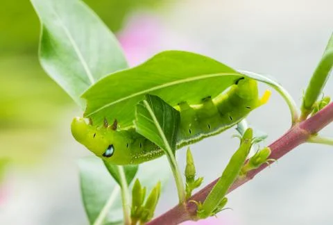 Caterpillar Stock Photos