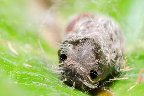 Caterpillar Stock Photos